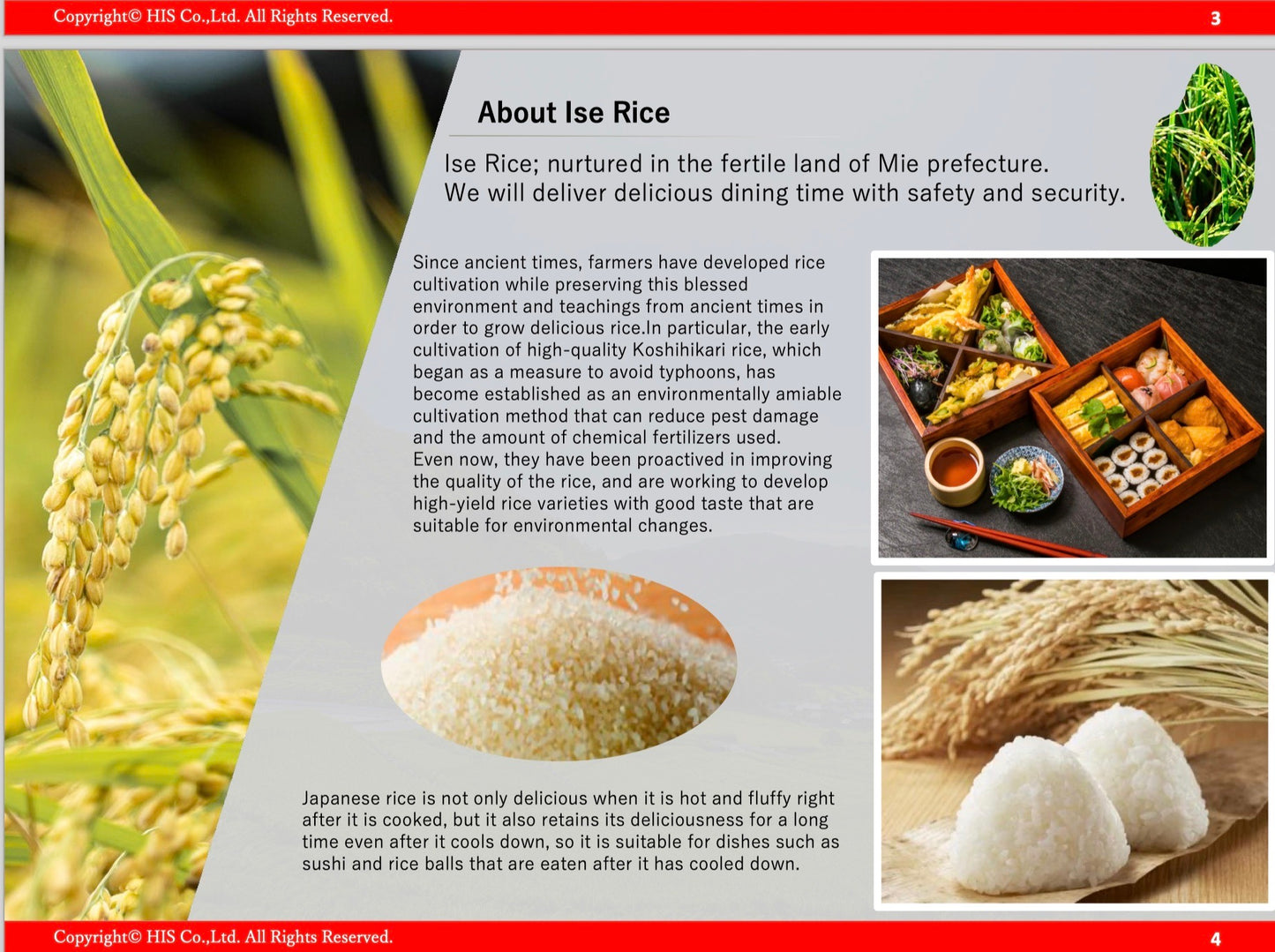 أرز إيسي الياباني