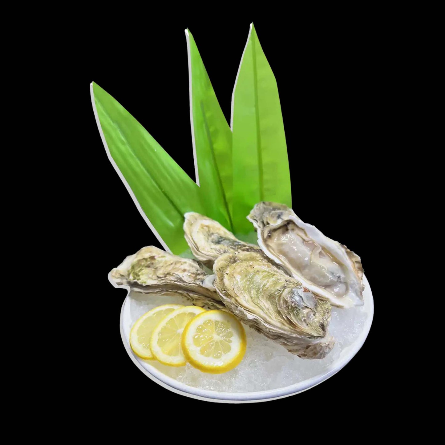 Hokkaido Oyster